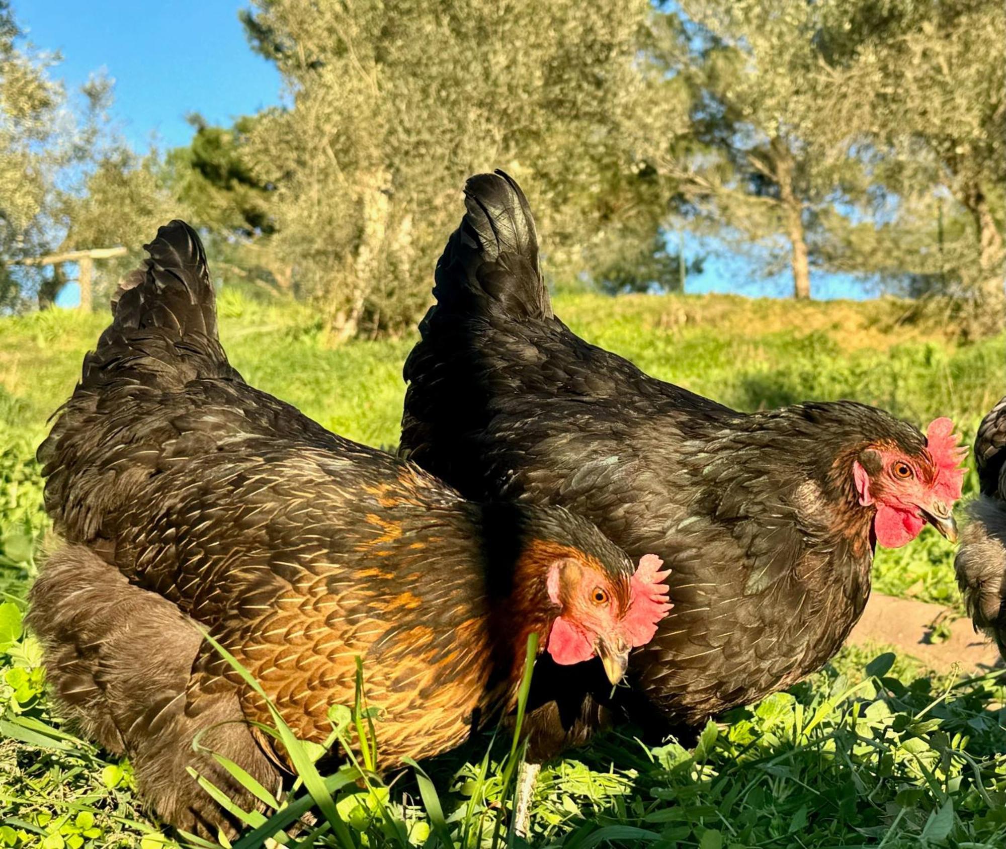 Agriturismo Dandelion Città della Pieve Kültér fotó
