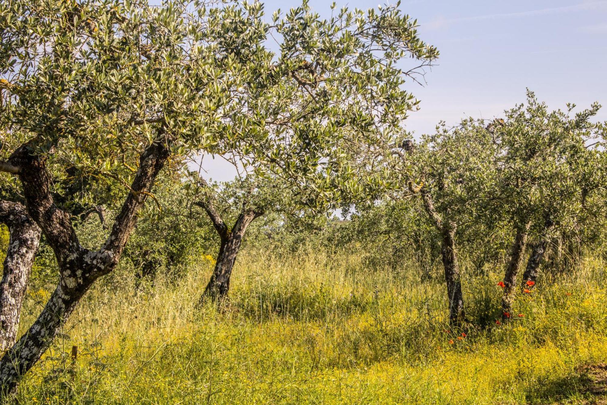 Agriturismo Dandelion Città della Pieve Kültér fotó